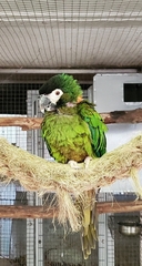 Primolius auricollis