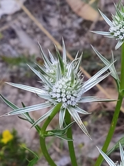 Eryngium pinnatifidum
