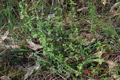 Gonocarpus teucrioides