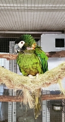 Primolius auricollis