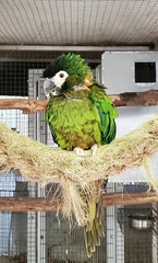 Primolius auricollis