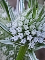 Eryngium pinnatifidum