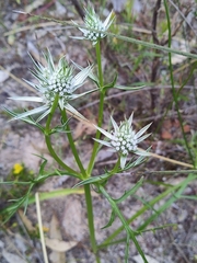 Eryngium pinnatifidum
