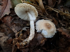 Lepiota ignivolvata