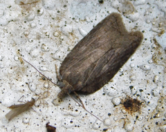 Acleris sparsana