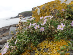 Spergularia rupicola
