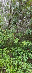 Knightia excelsa