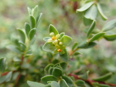 Pimelea serpyllifolia