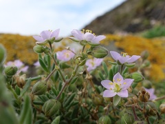 Spergularia rupicola