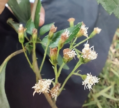 Ageratina riparia