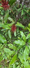 Knightia excelsa