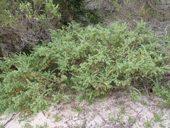 Pimelea serpyllifolia