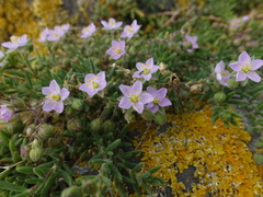 Spergularia rupicola