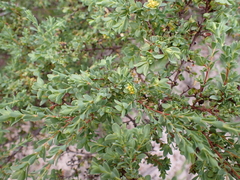 Pimelea serpyllifolia