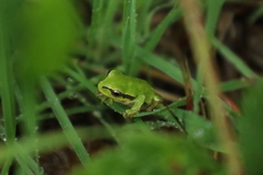 Hyla molleri