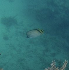 Chaetodon vagabundus