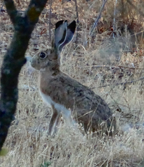 Lepus granatensis