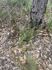 Telmatoblechnum indicum