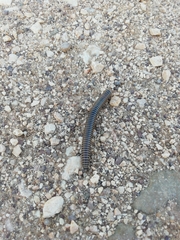 Ommatoiulus lusitanus