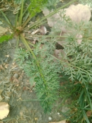Daucus carota