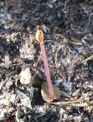 Corybas rotundifolius