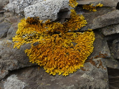 Xanthoria aureola