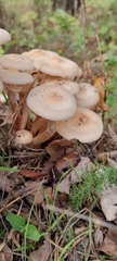 Cyclocybe aegerita