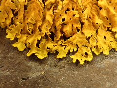 Xanthoria aureola