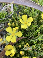 Hibbertia procumbens