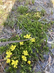 Hibbertia procumbens