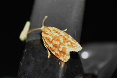 Choristoneura houstonana
