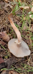 Cyclocybe aegerita