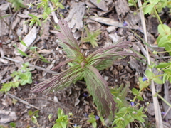 Bellardia trixago
