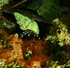 Pagurixus handrecki