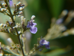 Vitex negundo
