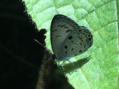 Acytolepis puspa lambi