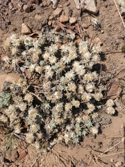 Helichrysum cerastioides