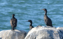 Phalacrocorax neglectus