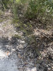 Micromyrtus littoralis