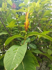 Sanchezia parvibracteata