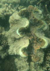 Tridacna squamosa