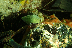 Pagurixus handrecki