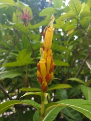 Sanchezia parvibracteata