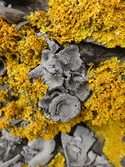 Dermatocarpon miniatum