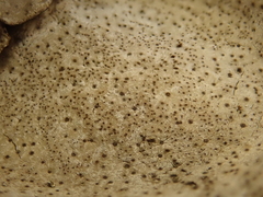 Dermatocarpon miniatum