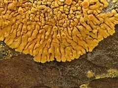 Variospora thallincola