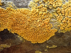 Variospora thallincola