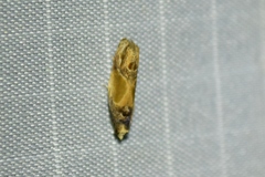 Eumarozia malachitana