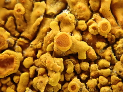 Variospora thallincola