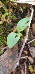Chiloglottis cornuta